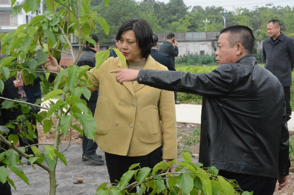 桂林市副市长赵奇玲到市农科中心调研
