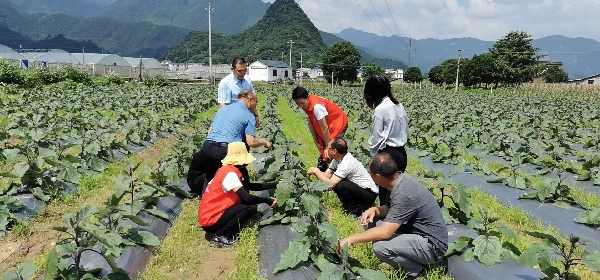 市农科中心副主任李玉洪领队随同广西农科院博士王益奎前往灌阳开展科技下乡服务活动
