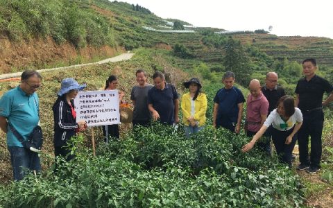 “龙胜县猕猴桃、辣椒、甘薯产业科技成果推广示范”项目现场查定工作顺利开展