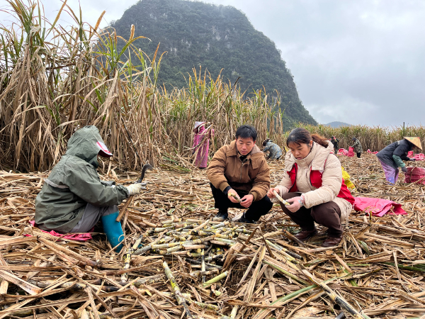 农科中心糖料蔗产业科技先锋队赴永福县开展甘蔗“防寒、防冻、保春耕”科技专项服务