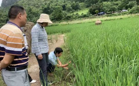 农科中心积极开展指导水稻洪涝灾后恢复生产工作