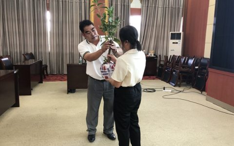 廣西南亞所茶葉加工研究中心科技人員到崇左市林業(yè)科學(xué)研究所開(kāi)展技術(shù)培訓(xùn)