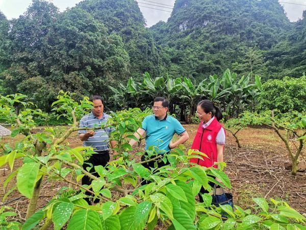 優稀水果崇左綜合試驗站團隊赴龍州縣武德鄉開展技術指導工作