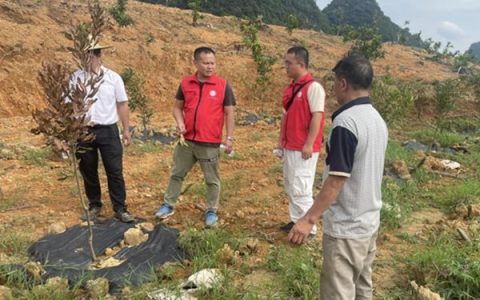 廣西南亞所特色水果產業科技先鋒隊赴崇左市天等縣、大新縣開展澳洲堅果技術服務