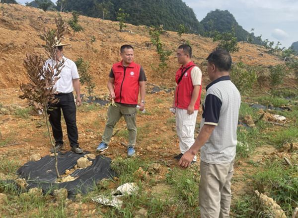 廣西南亞所特色水果產業科技先鋒隊赴崇左市天等縣、大新縣開展澳洲堅果技術服務