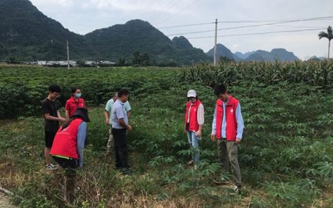 廣西南亞所基地管理黨支部赴天等縣開展“黨建引領 科技下鄉 助推鄉村振興”主題黨建活動