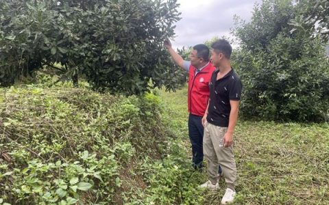 廣西南亞所特色水果產業科技先鋒隊到南寧吳圩開展技術服務