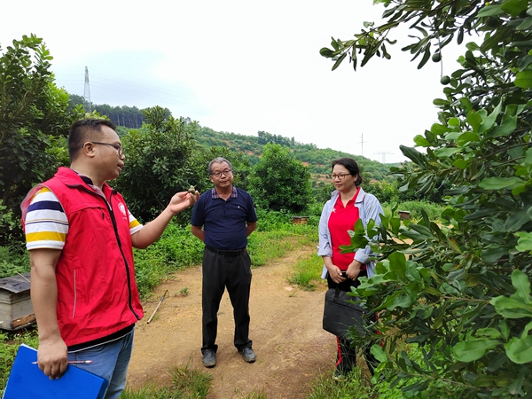 廣西南亞所鄉村科技特派員赴百色參加示范基地掛牌活動并開展病蟲害防治技術指導