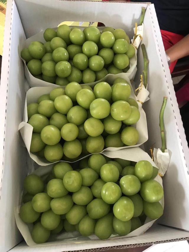 全年葡萄園田間管理項目及管理標準（葡萄的田間管理）
