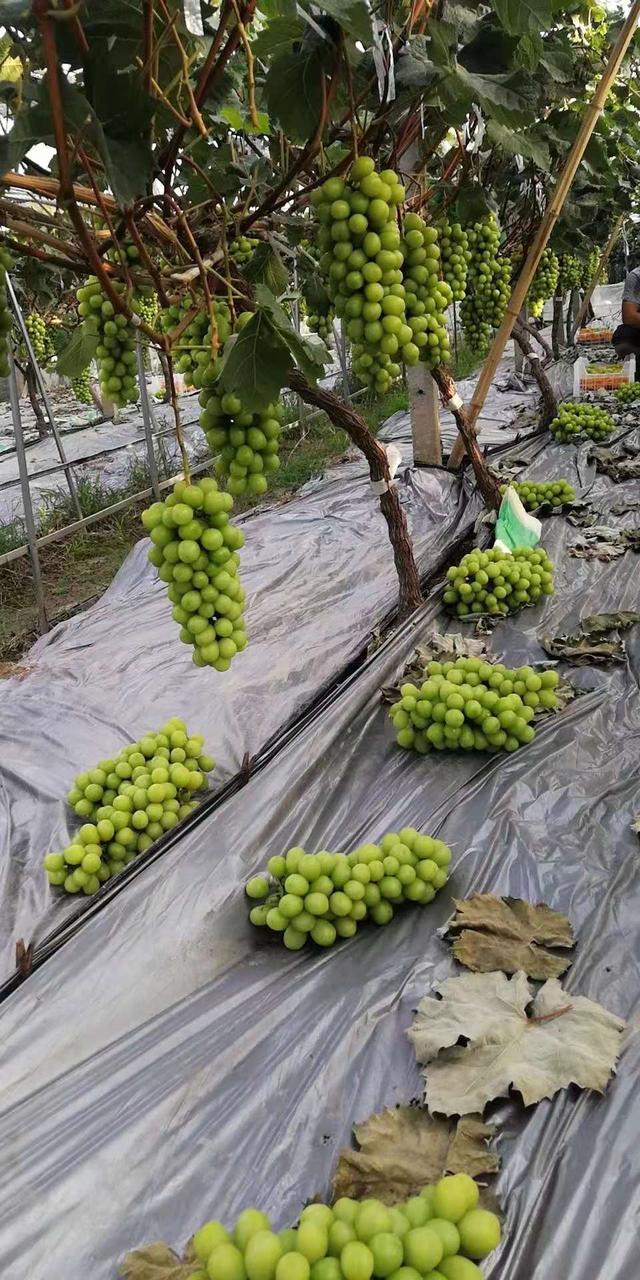 全年葡萄園田間管理項目及管理標準（葡萄的田間管理）