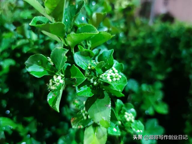 享受政策百萬福利，創業項目申報只需三步（創業項目優惠政策）