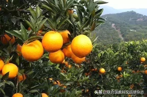 三峽工程的移民都去了哪里？（三峽工程的移民都去了哪里了）