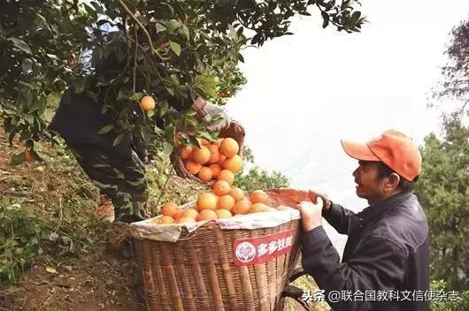 三峽工程的移民都去了哪里？（三峽工程的移民都去了哪里了）