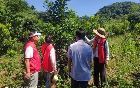 廣西南亞所鄉村科技特派員赴龍州縣武德鄉開展澳洲堅果科技服務