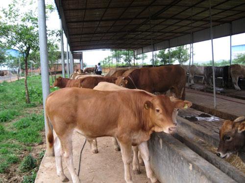 肉牛的飼養(yǎng)管理技術（肉牛的飼養(yǎng)管理技術有哪些）