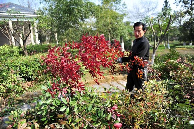 城市管理和綜合執(zhí)法局園林綠化信息管理系統(tǒng)（城市管理綜合行政執(zhí)法局園林綠化中心）