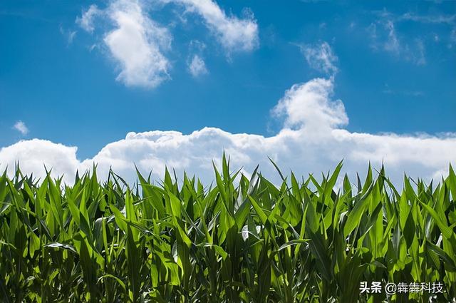 農業認養app融入直播模式怎么開發？（認養農業app模式定制開發）
