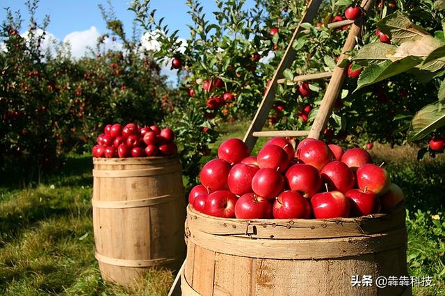 農業認養app融入直播模式怎么開發？（認養農業app模式定制開發）